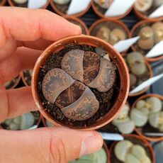 LITHOPS AUCAMPIAE FIRE BRAND, image 