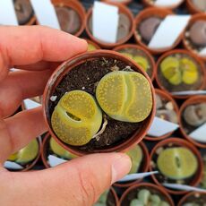 LITHOPS AUCAMPIAE CV. JACKSON'S JADE C395, image 