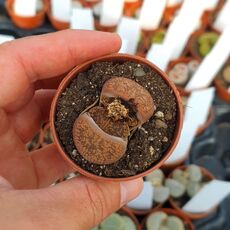 LITHOPS AUCAMPIAE MANYADING, image 