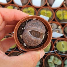LITHOPS AUCAMPIAE RUBROBRUNNEUS, image 