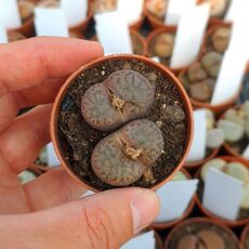 LITHOPS BROMFIELDII INSULARIS C43, image 