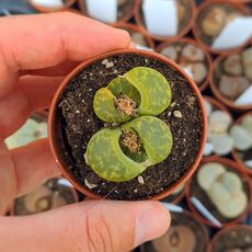 LITHOPS BROMFIELDII V. INSULARIS SULPHUREA C362, image 