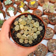 LITHOPS DOROTHEAE C300, image 