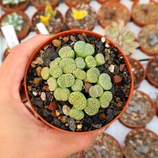 LITHOPS FULVICEPS AUREA C363, image 