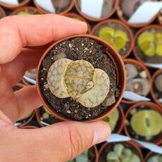 LITHOPS GRACILIDELINEATA SUBS. BRANDBERGENSIS C394, image 