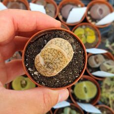 LITHOPS GRACILIDELINEATA SUBS. BRANDBERGENSIS C394, image , 2 image