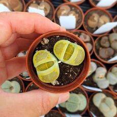 LITHOPS HALLII V. OCHRACEA GREEN SOAPSTONE C111A, image 
