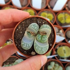 LITHOPS HELMUTII C271, image 