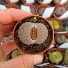LITHOPS HOOKERI LUTEA C38, image , 2 image