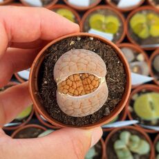LITHOPS HOOKERI LUTEA C38, image 