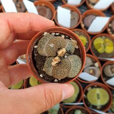 LITHOPS HOOKERI V. MARGINATA C338, image 