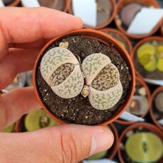 LITHOPS HOOKERII V. SUSANNAE C91, image 