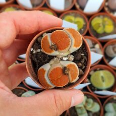 LITHOPS KARASMONTANA BLOOD RED, image 