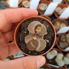 LITHOPS KARASMONTANA BELLA IRONSTONE, image 