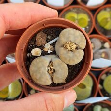 LITHOPS KARASMONTANA OPALINA, image 