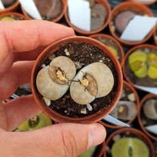 LITHOPS KARASMONTANA SIGNALBERG FORM C065, image 