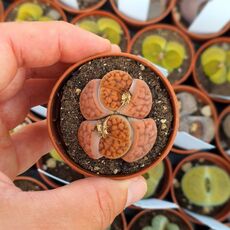 LITHOPS KARASMONTANA TISCHERI C182, image 