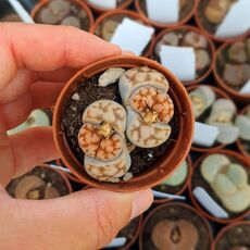 LITHOPS KARASMONTANA TOP RED F097, image 