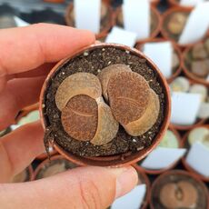 LITHOPS LESLIEI ALBIFLORA C5, image 