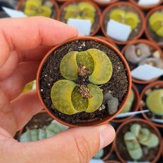 LITHOPS LESLIEI ALBINICA C36A, image 