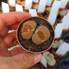 LITHOPS LESLIEI VAR. HORNII C15, image 