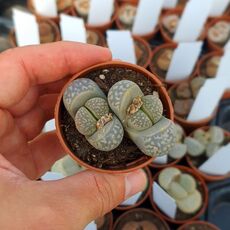 LITHOPS MARMORATA FRAMESI C58, image 