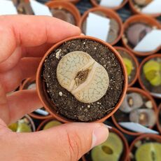 LITHOPS PSEUDOTRUNCATELLA SUBS. DENDRITICA C245, image 