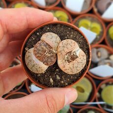 LITHOPS PSEUDOTRUNCATELLA ELISABETHIAE C187, image 