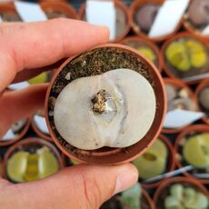 LITHOPS PSEUDOTRUNCATELLA GROENDRAYENSIS C244, image 