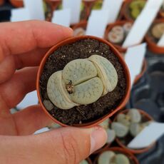 LITHOPS PSEUDOTRUNCATELLA SUBS. ARCHEARAE C306, image 