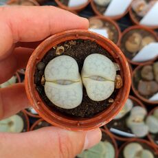 LITHOPS PSEUDOTRUNCATELLA RIEHMARAE C97, image 