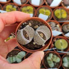 LITHOPS SALICOLA C321, image 