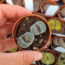 LITHOPS SALICOLA C322, image 
