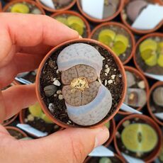 LITHOPS SCHWANTESII V. RUGOSA C192, image 