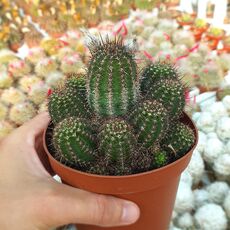 LOBIVIA COQUIMBANA, image 