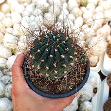 LOBIVIA LONGISPINA, image 