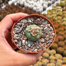 LOPHOPHORA DIFFUSA, image 