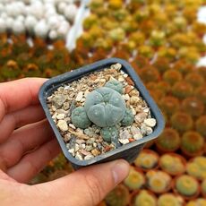 LOPHOPHORA WILLIAMSII VAR. CAESPITOSA, image 