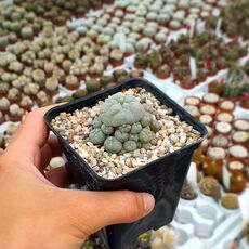 LOPHOPHORA WILLIAMSII VAR. CAESPITOSA, image , 2 image