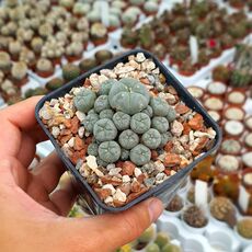 LOPHOPHORA WILLIAMSII VAR. CAESPITOSA, image 