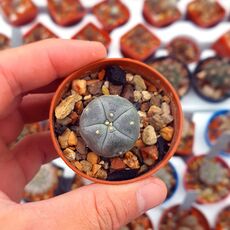 LOPHOPHORA WILLIAMSII, image 