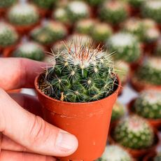 MAMMILLARIA MARIA LUISA, image 