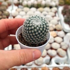 MAMMILLARIA ALBATA, image 
