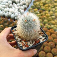 MAMMILLARIA BOCASANA CV. SPLENDENS, image 