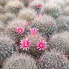 MAMMILLARIA BOCASANA CV. ROSEIFLORA, image , 2 image