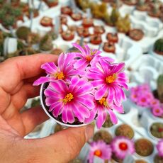 MAMMILLARIA BOOLII, image 