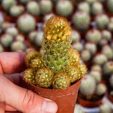 MAMMILLARIA ELONGATA LEMON, image 