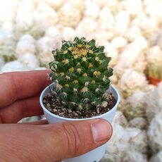 MAMMILLARIA EICHLAMII, image 