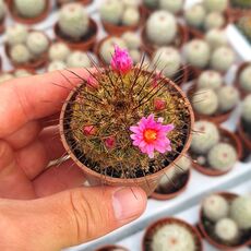 MAMMILLARIA CV. GINSA MARU, image 