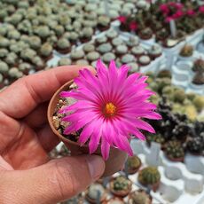 MAMMILLARIA GUELZOWIANA, image 